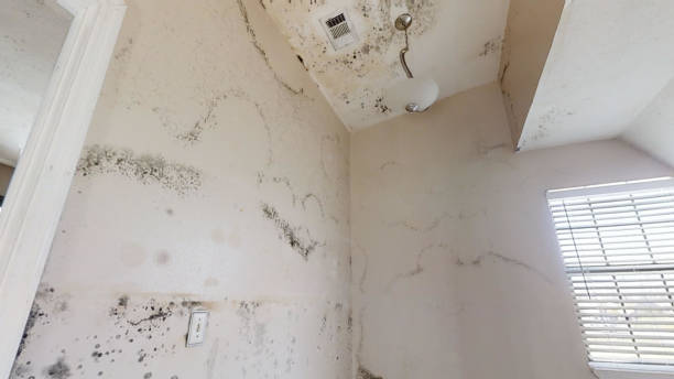 Best Mold Removal for HVAC Installations  in Reinbeck, IA