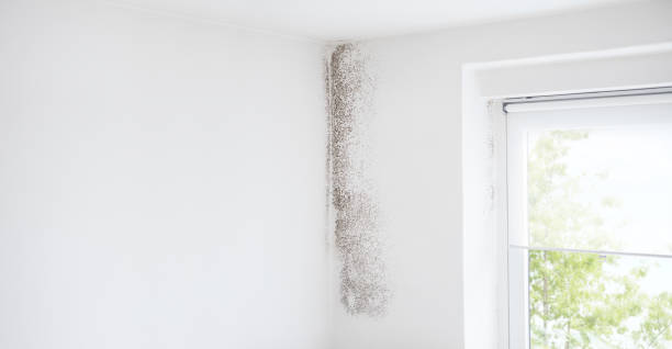 Best Emergency Mold Remediation  in Reinbeck, IA