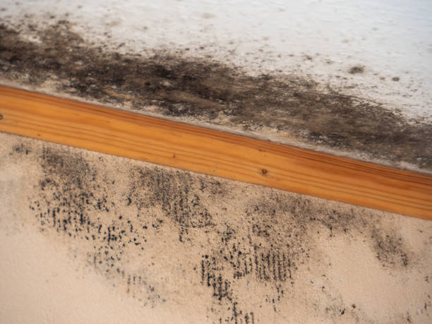 Best Water Damage & Mold Remediation  in Reinbeck, IA