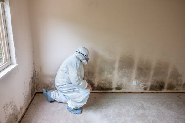Best Mold Odor Removal Services  in Reinbeck, IA