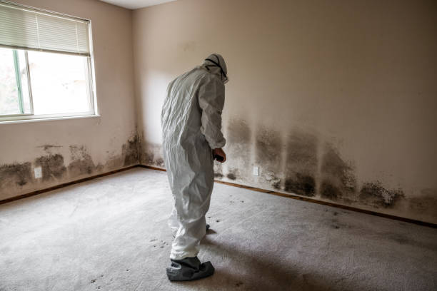 Best Mold Prevention Services  in Reinbeck, IA