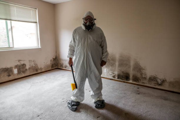 Best Attic Mold Removal  in Reinbeck, IA