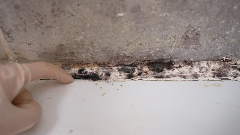 Best Mold Damage Restoration  in Reinbeck, IA