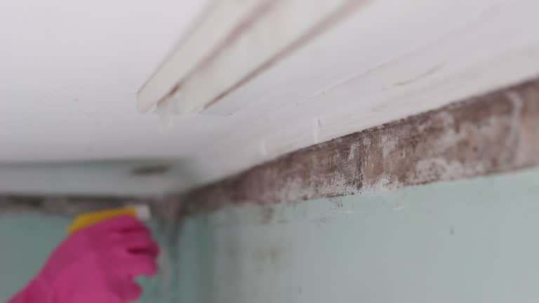 Best Comprehensive Air Testing for Mold Contaminants  in Reinbeck, IA