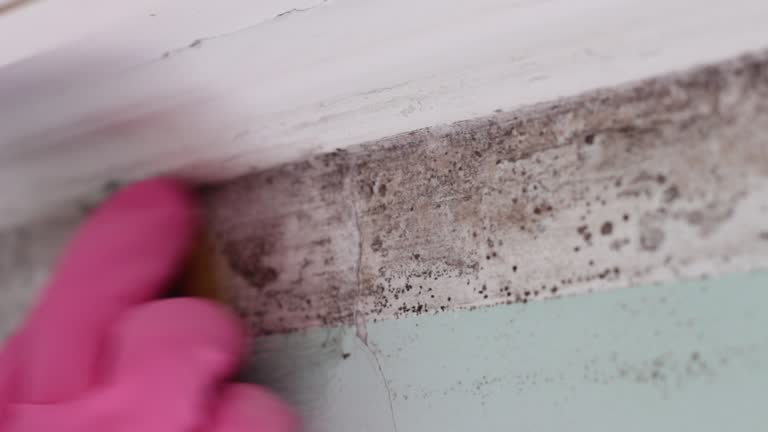Best Comprehensive Air Testing for Mold Contaminants  in Reinbeck, IA